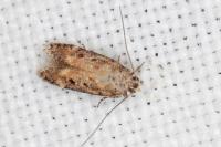 Scrobipalpa salinella