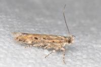 Scrobipalpa salinella