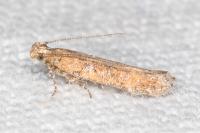 Scrobipalpa salinella