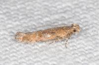 Scrobipalpa salinella