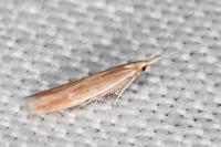 Coleophora glaucicolella