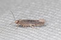 Ivanauskiella occitanica