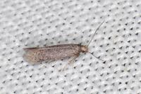Ivanauskiella occitanica