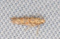 Scrobipalpa bigoti