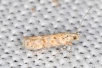 Scrobipalpa bigoti