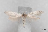 Coleophora mediterranea