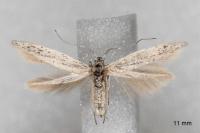 Coleophora mediterranea