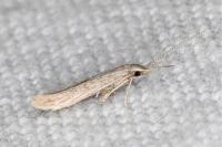Coleophora texanella
