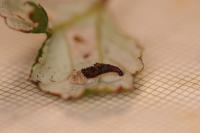 Coleophora potentillae