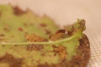 Coleophora potentillae