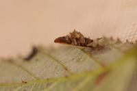 Coleophora potentillae