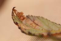 Coleophora potentillae