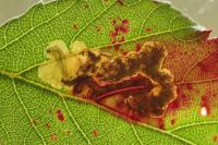 Ectoedemia erythrogenella