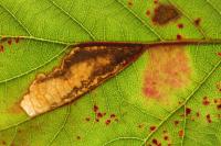 Ectoedemia erythrogenella