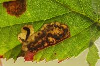 Ectoedemia erythrogenella