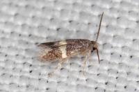 Elachista chrysodesmella