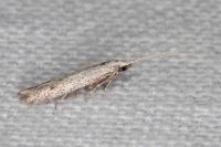 Coleophora hemerobiella