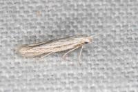 Coleophora obtectella
