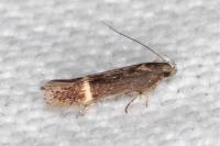 Aproaerema suecicella