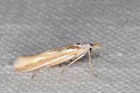 Coleophora valesianella