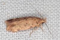 Aroga aristotelis