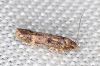 Bryotropha dryadella