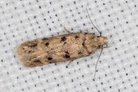Bryotropha domestica