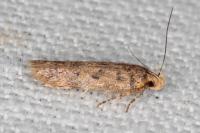Bryotropha domestica