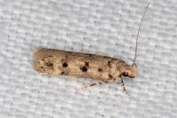 Bryotropha domestica