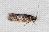 Apatema mediopallidum
