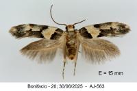 Alloclita recisella