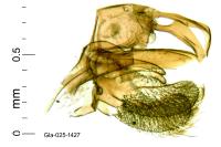 Alloclita recisella