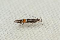 Cosmopterix scribaiella