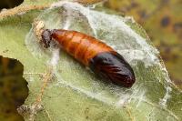 Dasystoma salicella