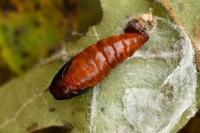 Dasystoma salicella