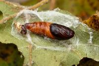 Dasystoma salicella