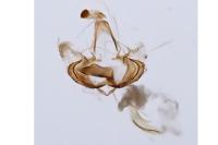 Coleophora mayrella