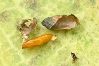Phyllonorycter emberizaepenella