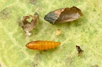 Phyllonorycter emberizaepenella