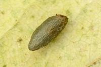 Phyllonorycter emberizaepenella