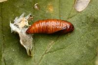 Diurnea fagella