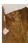 Parornix anglicella