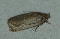 Agonopterix yeatiana