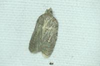 Acleris sparsana