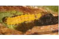 Phyllonorycter corylifoliella
