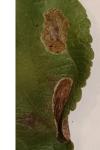 Phyllonorycter corylifoliella
