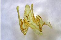 Scrobipalpa obsoletella