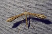 Emmelina monodactyla