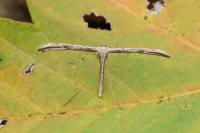 Emmelina monodactyla
