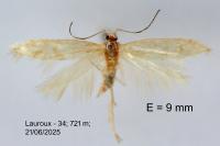 Argyresthia abdominalis